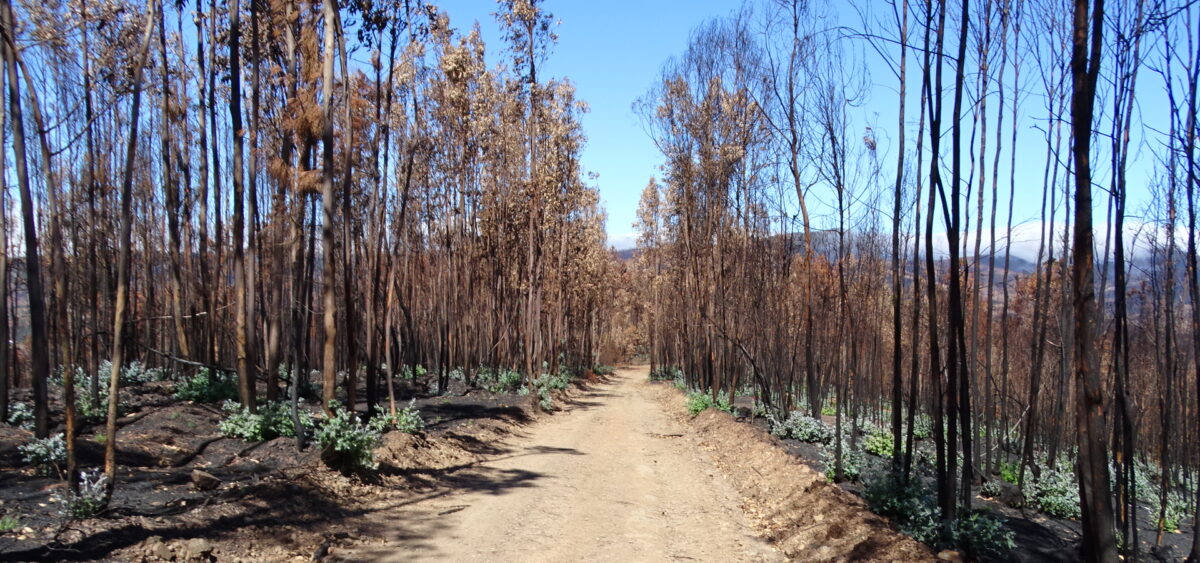 Eucalyptus Is&nbsp;Burning Portugal