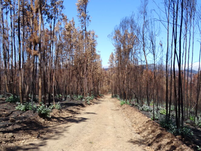 Eukaliptus pali Portugalię