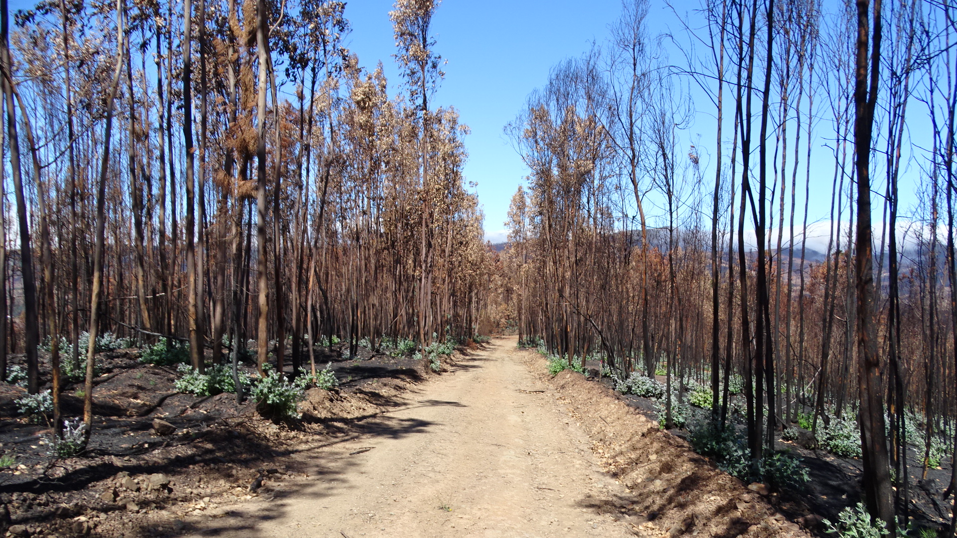 Eucalyptus Is Burning Portugal
