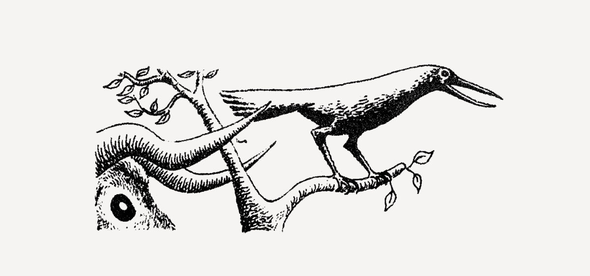 The Spruces of&nbsp;the Krukawe Woods