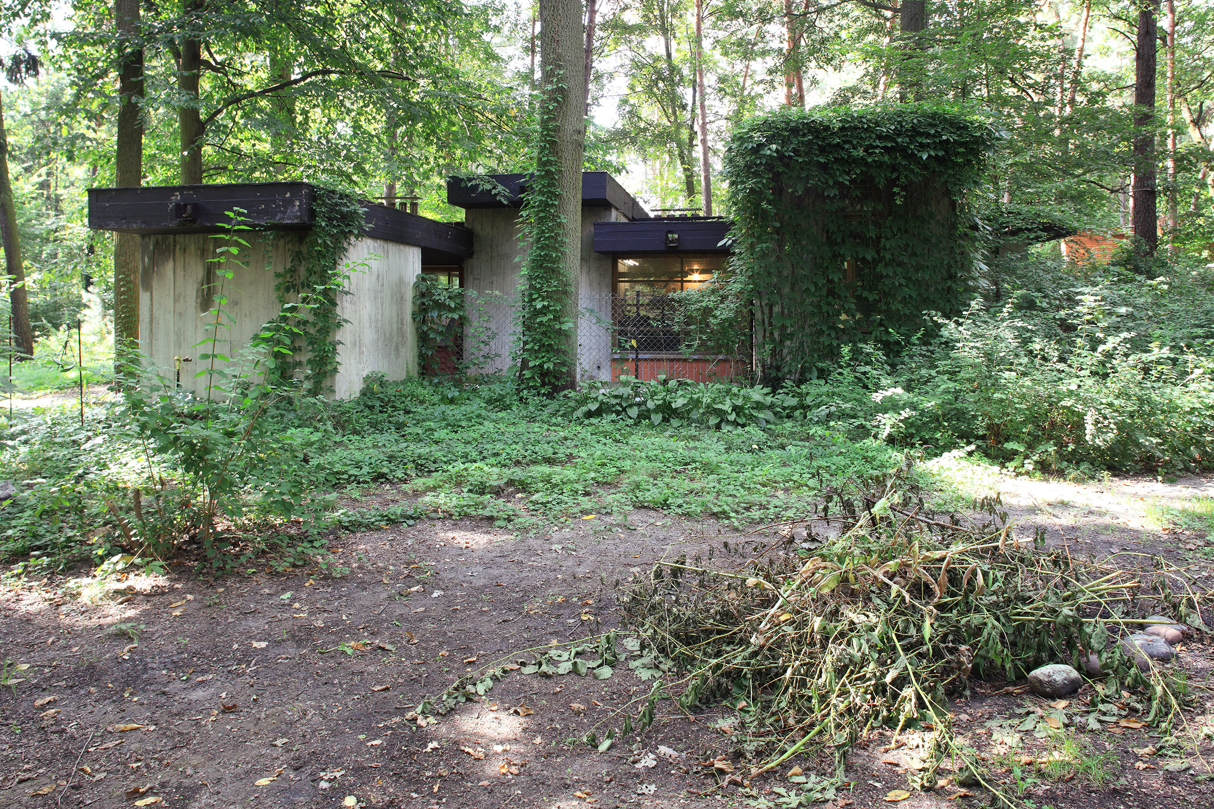 The Avant-Garde in the Forest