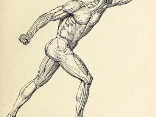 Dzień w Muzeum Anatomii