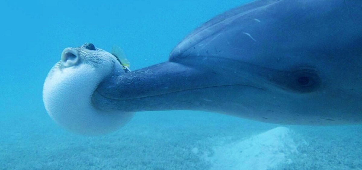 To Be a&nbsp;Dolphin