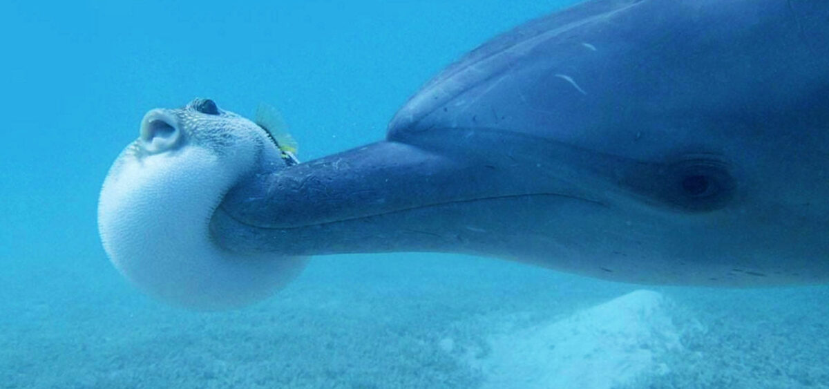 To&nbsp;Be&nbsp;a&nbsp;Dolphin