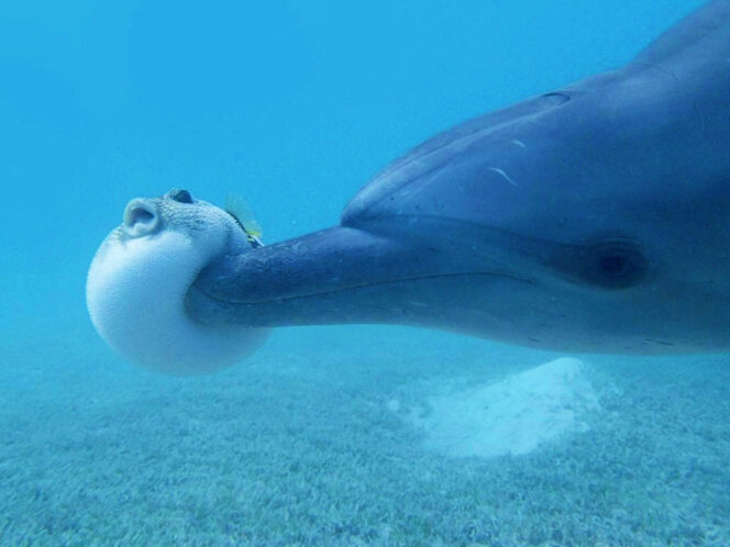 To Be a&nbsp;Dolphin