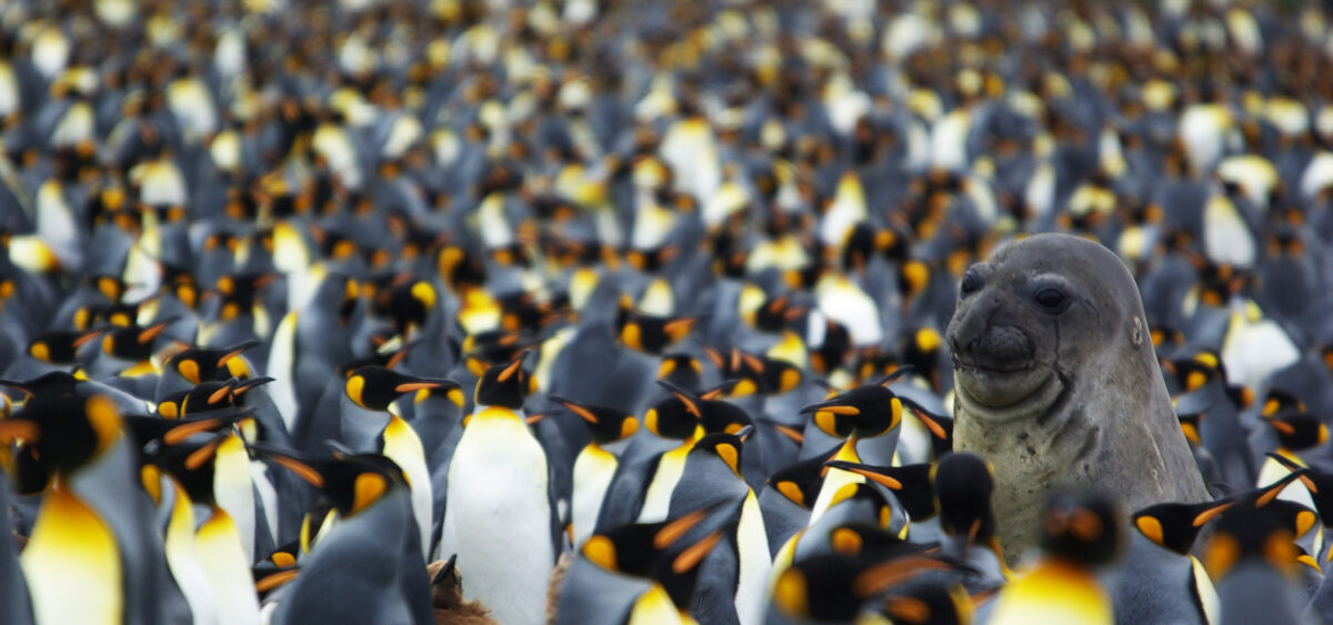 Antarctica, My&nbsp;Love