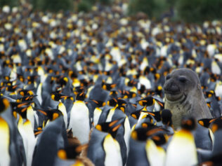 Antarctica, My Love