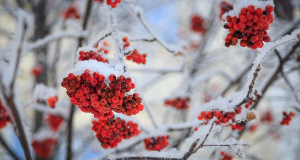 On&nbsp;Rowanberries and Parsnip