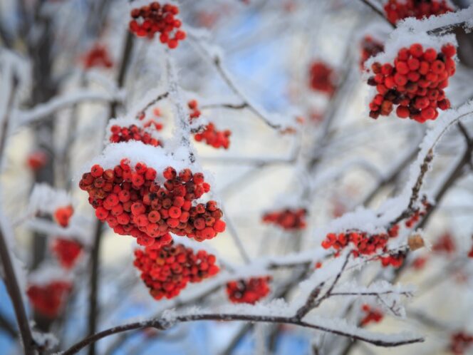 On&nbsp;Rowanberries and Parsnip