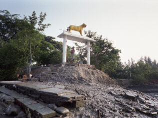 A Tiger Won’t Look You in The Eye