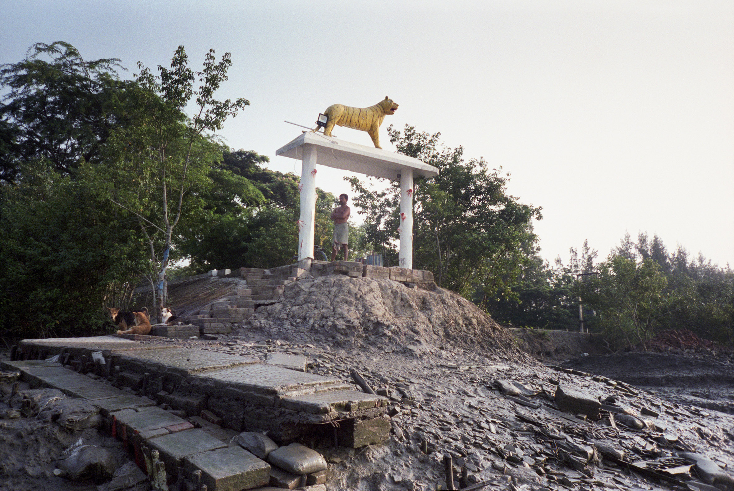 A Tiger Won’t Look You in The Eye