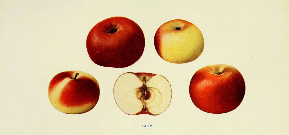 Wizje roślin – jabłko
