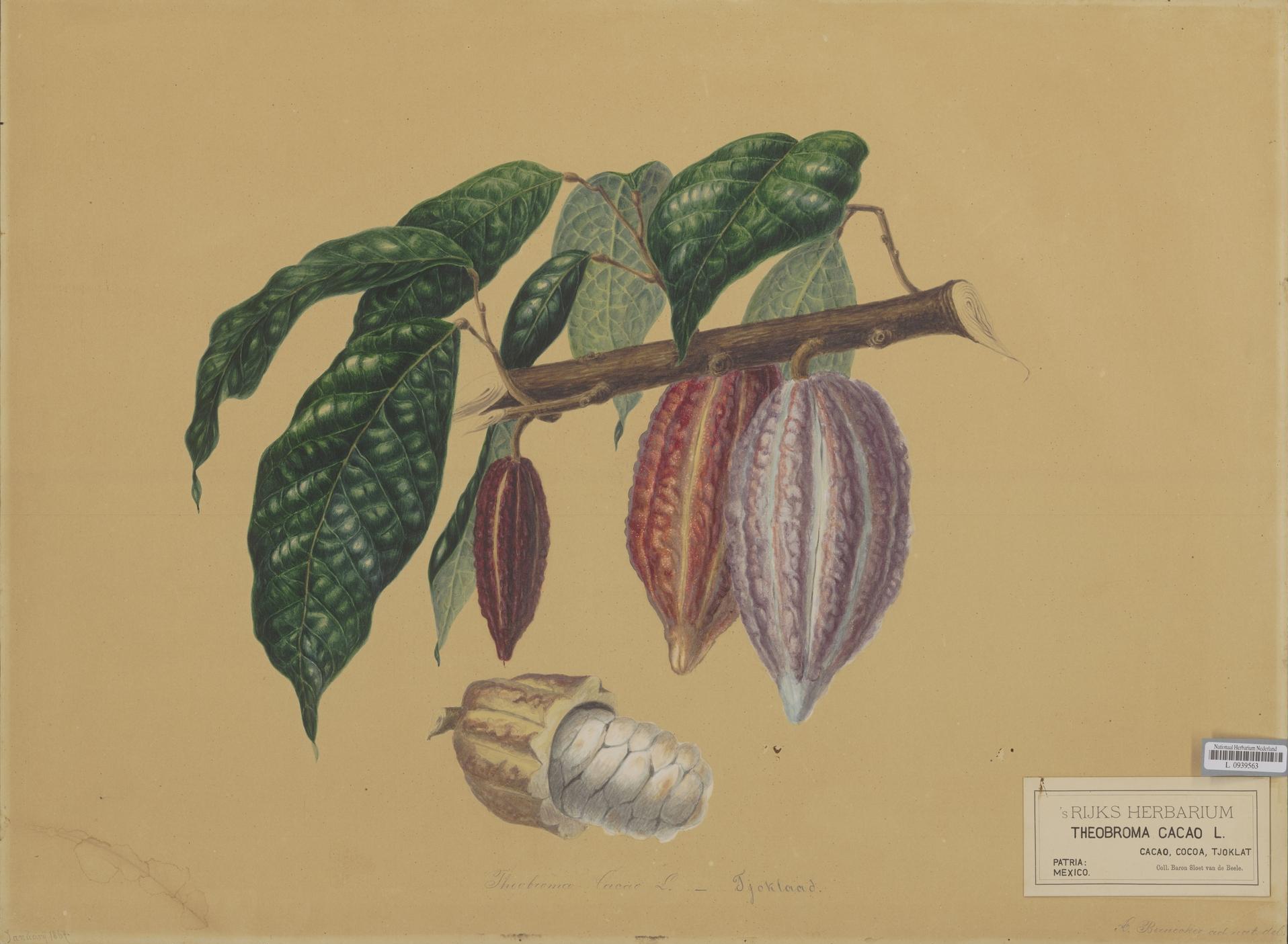 Wizje roślin – kakao