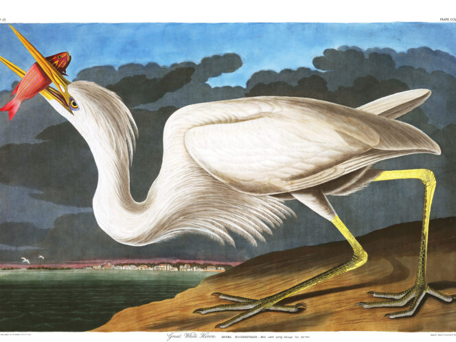 Audubon’s Birds