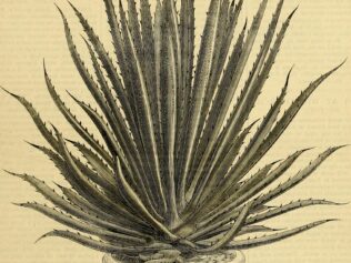 Wizje roślin – aloes