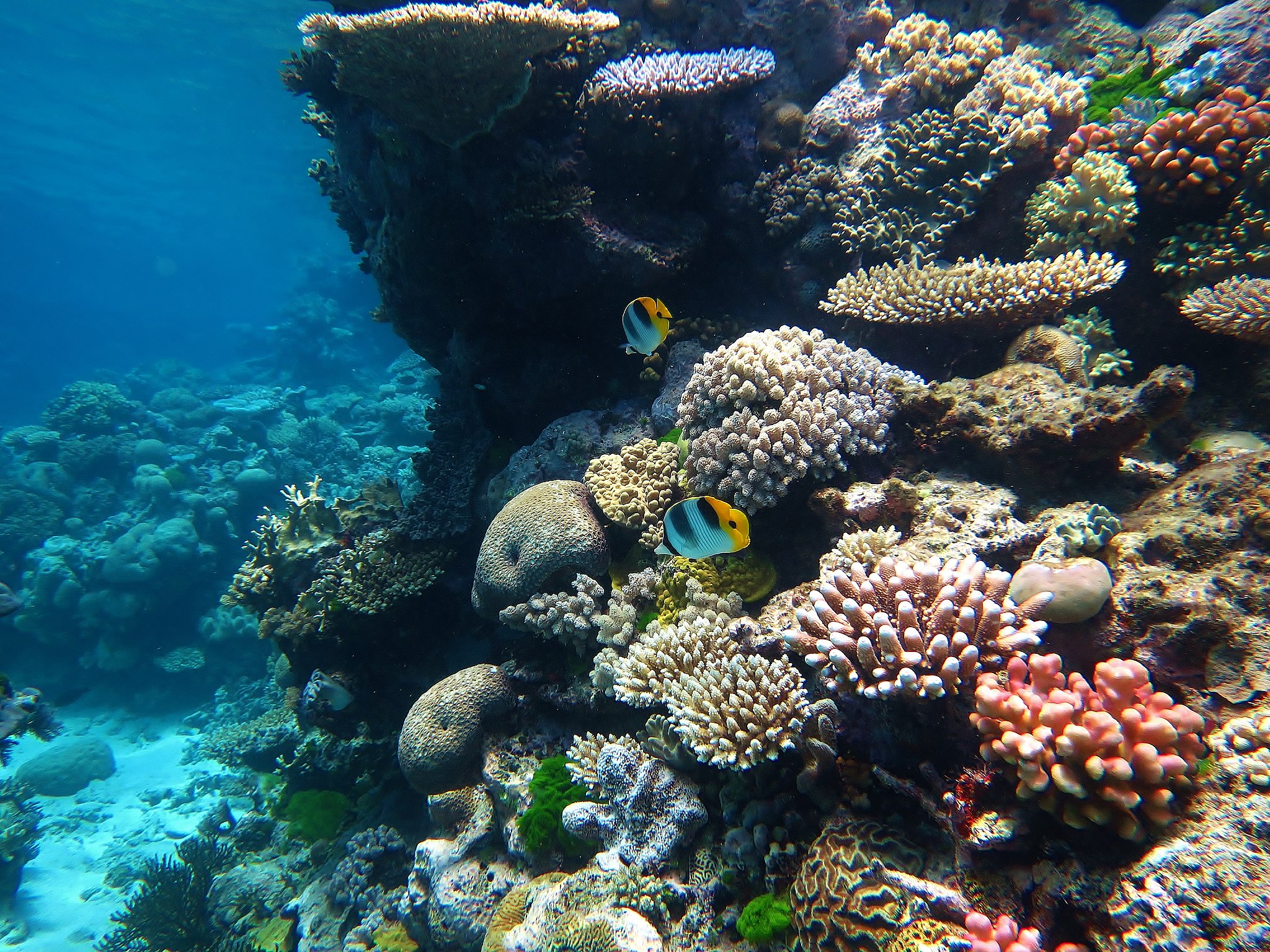 Koral koloru wybielonego