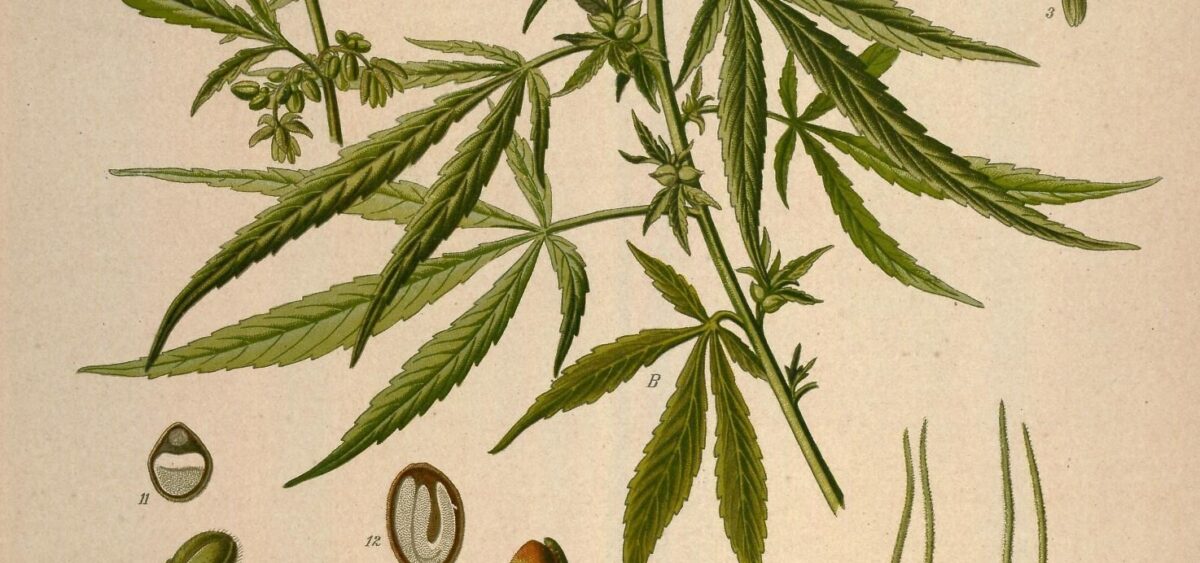 Wizje roślin – marihuana