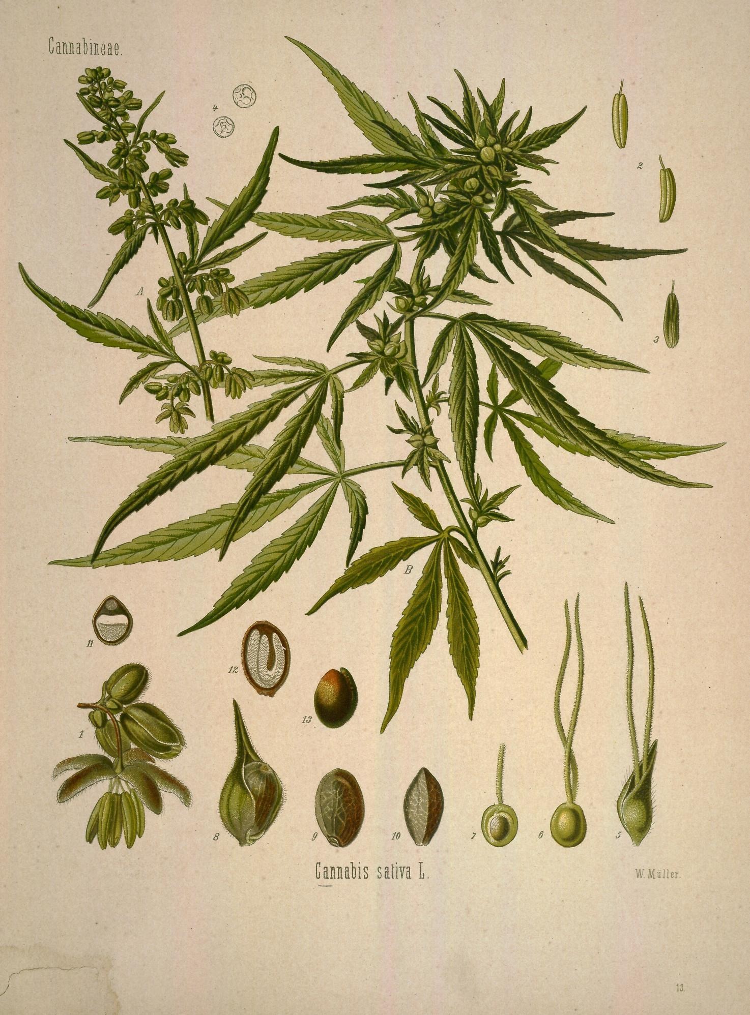 Wizje roślin – marihuana
