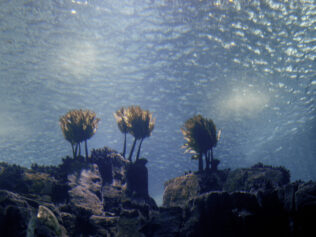 Water Dreams of Itself