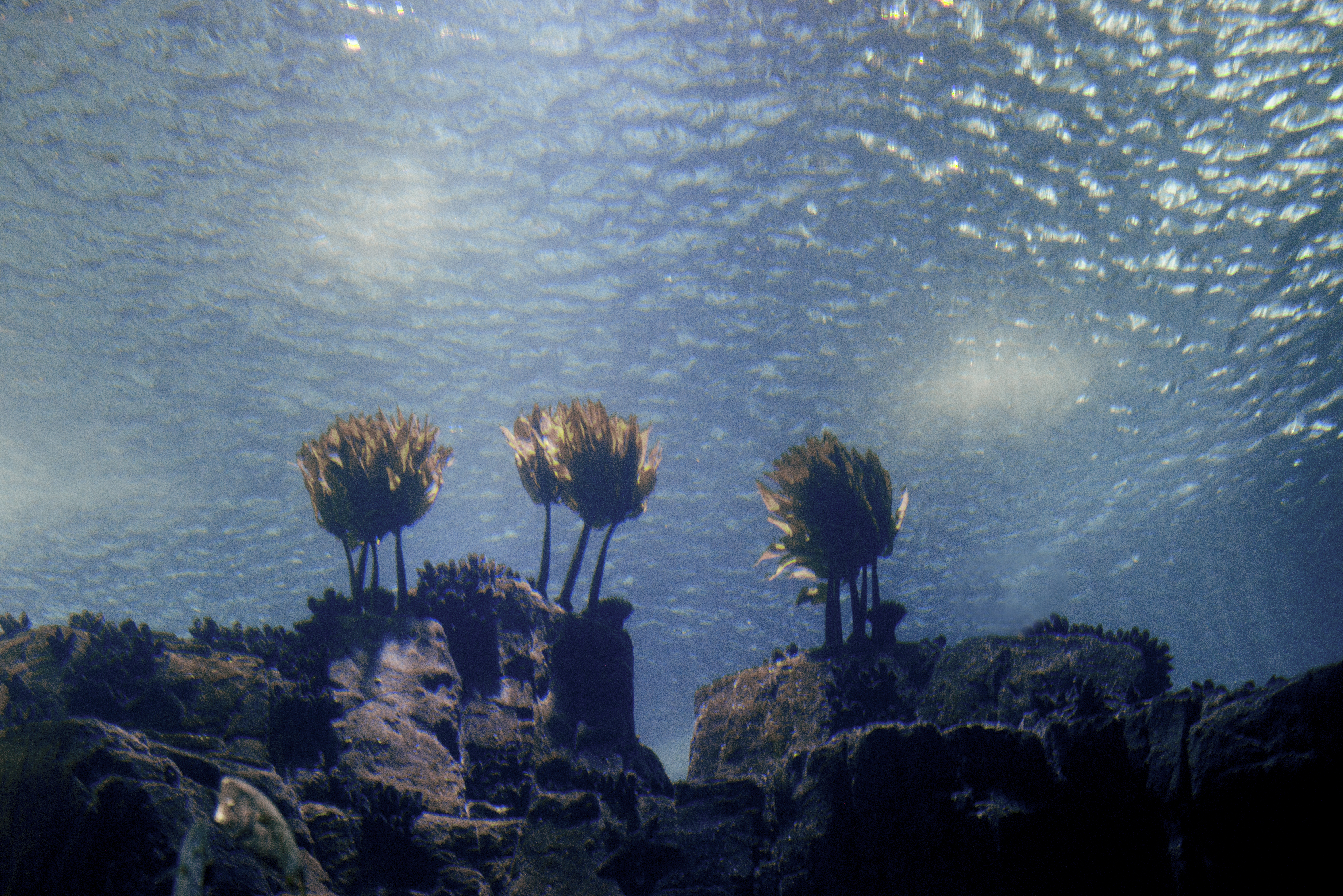 Water Dreams of Itself