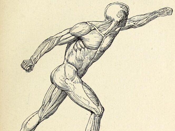 Day at&nbsp;the Anatomy Museum