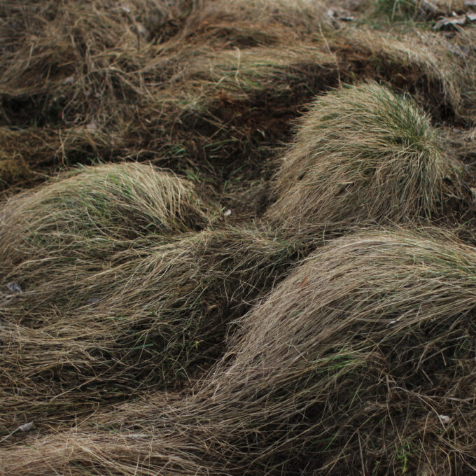 Brushing Grass