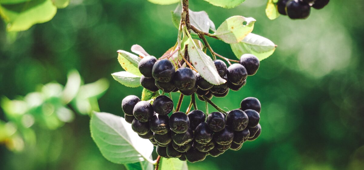 Wizje roślin – aronia
