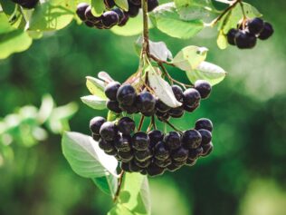 Wizje roślin – aronia