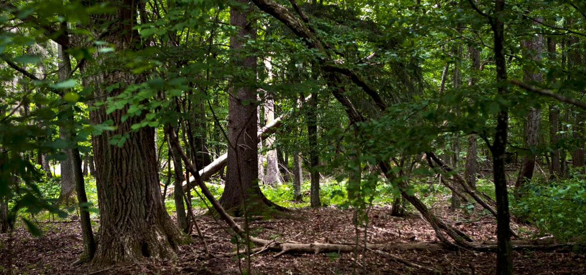 In Tumulus and Wilderness