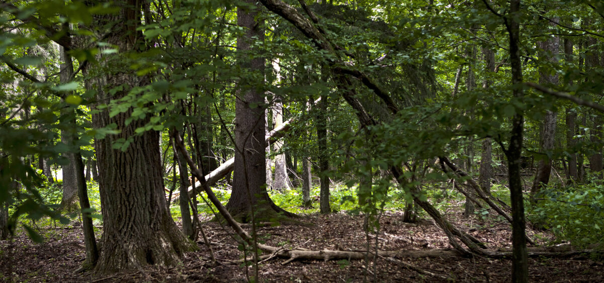 In&nbsp;Tumulus and Wilderness