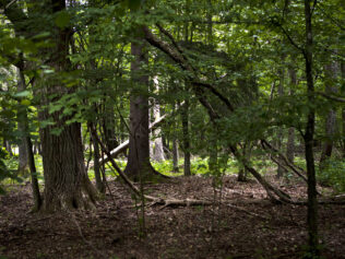 In Tumulus and Wilderness