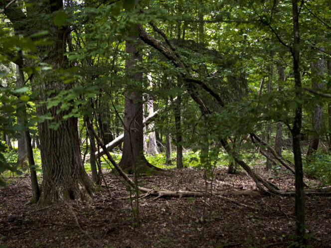 In&nbsp;Tumulus and Wilderness