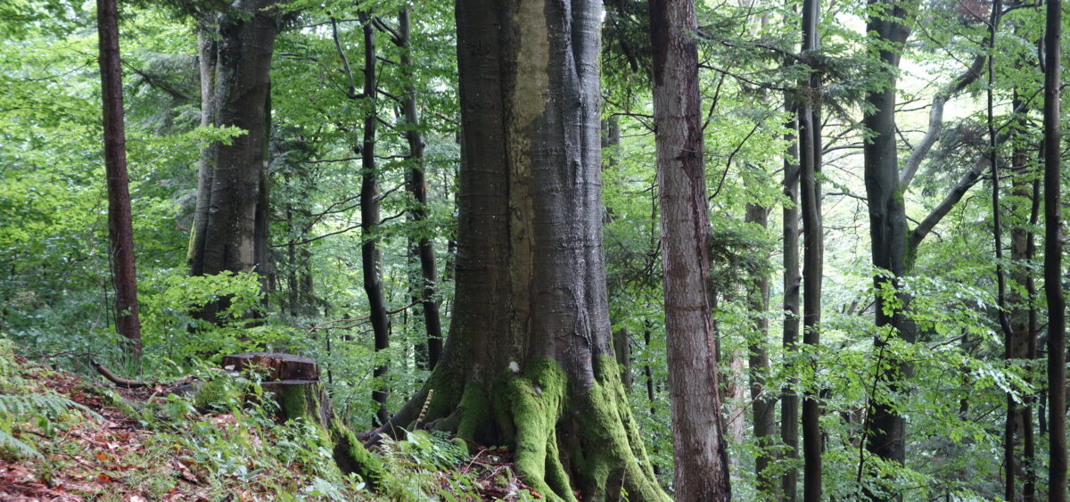 Uratować Bieszczady