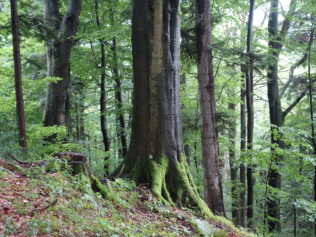 Uratować Bieszczady