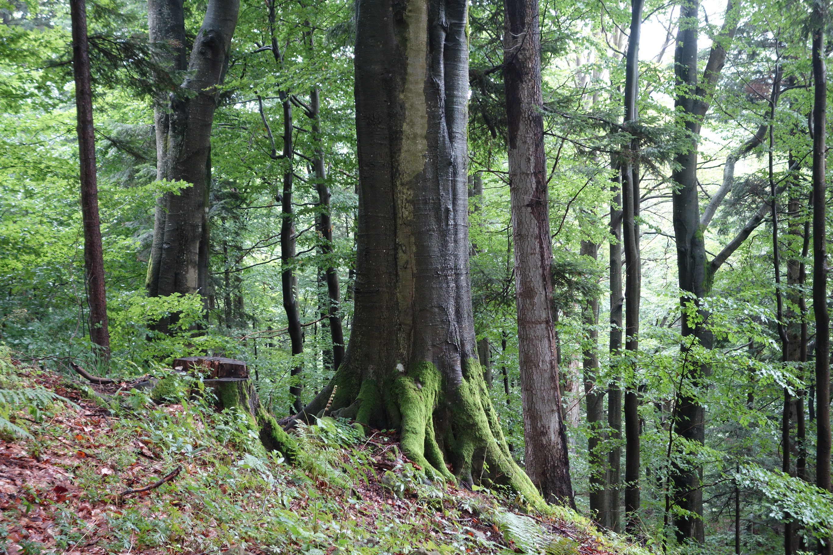 Uratować Bieszczady