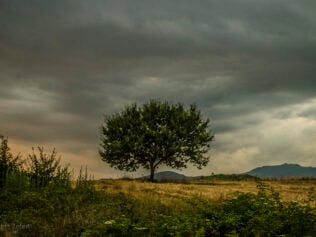 Najbardziej samotne drzewo świata