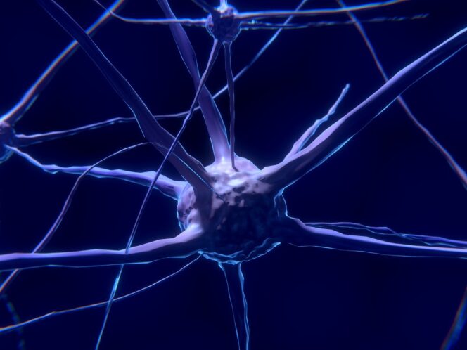 Serotonin Plays a&nbsp;Key Role In&nbsp;Patience and Impulse Control, Research Says