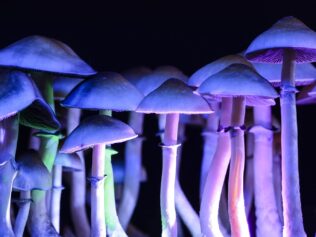 Psychodeliki na receptę?
