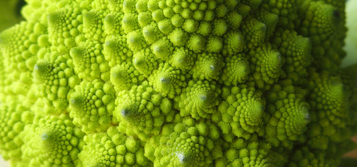 By&nbsp;the Age of 3, Children Appreciate Nature’s Fractal Patterns