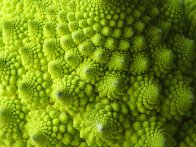 By the Age of 3, Children Appreciate Nature&#8217;s Fractal Patterns