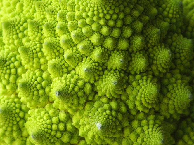 By&nbsp;the Age of 3, Children Appreciate Nature’s Fractal Patterns