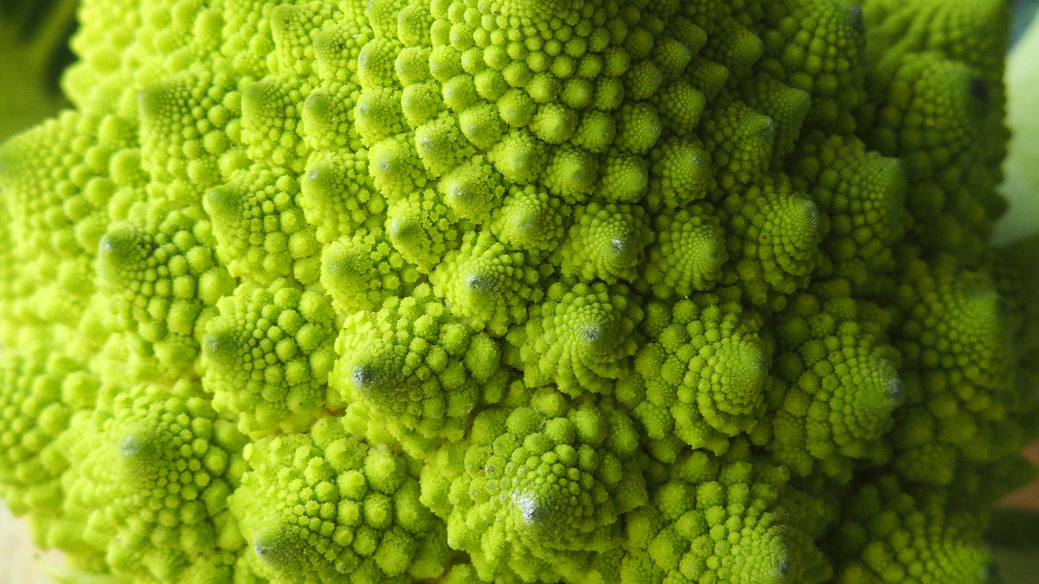 By the Age of 3, Children Appreciate Nature's Fractal Patterns