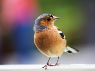 Czego boją się ptaki? – rozmowa z Adamem Zbyrytem 