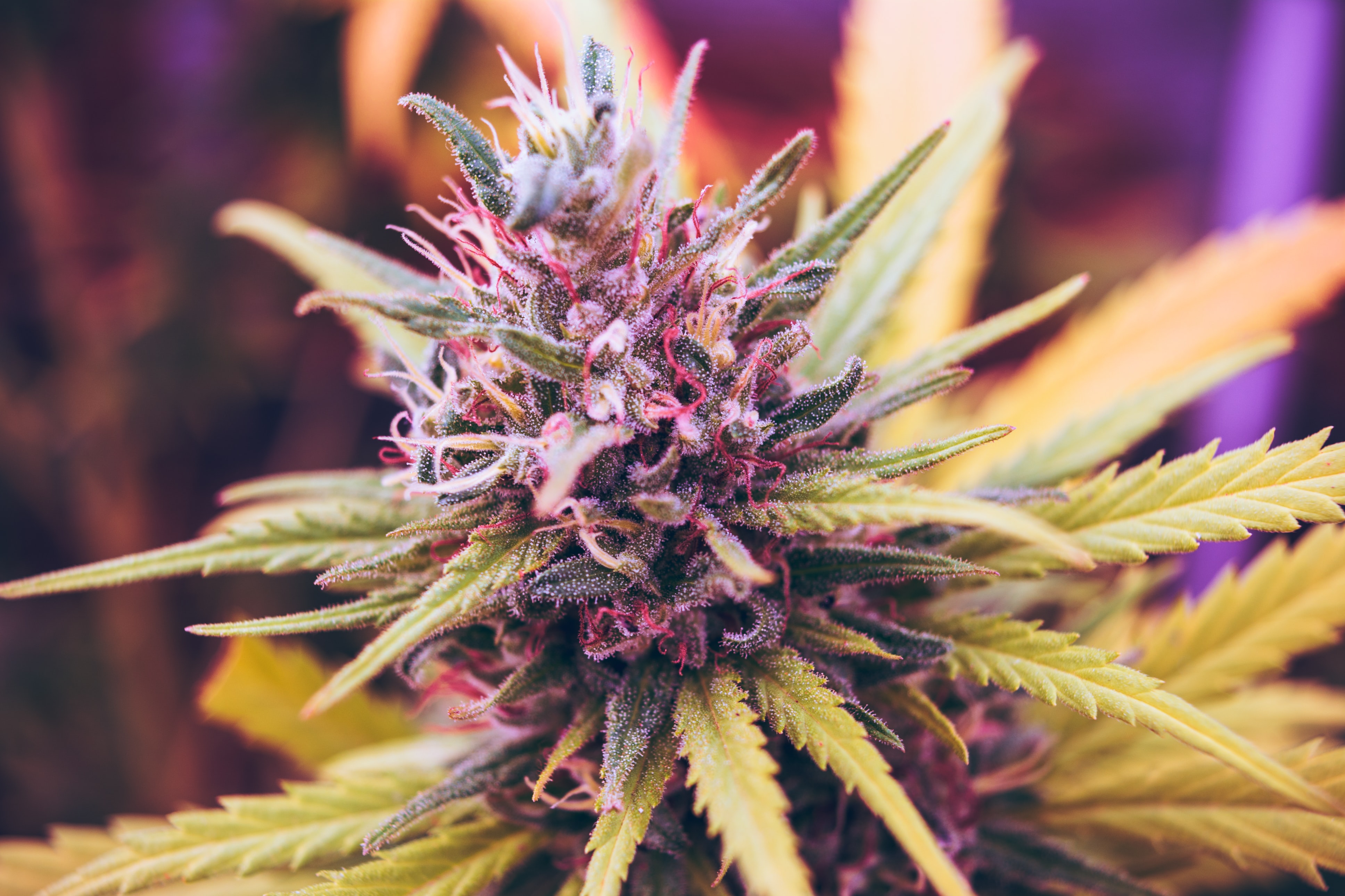 Droga 420, czyli jak lecznicze konopie stały się zakazaną marihuaną