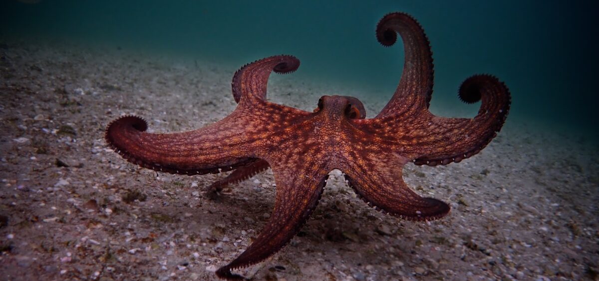 We Could All Use an Octopus Teacher