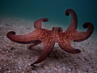 We Could All Use an Octopus Teacher