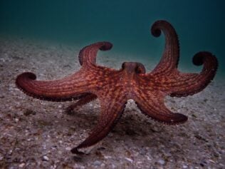 We Could All Use an Octopus Teacher