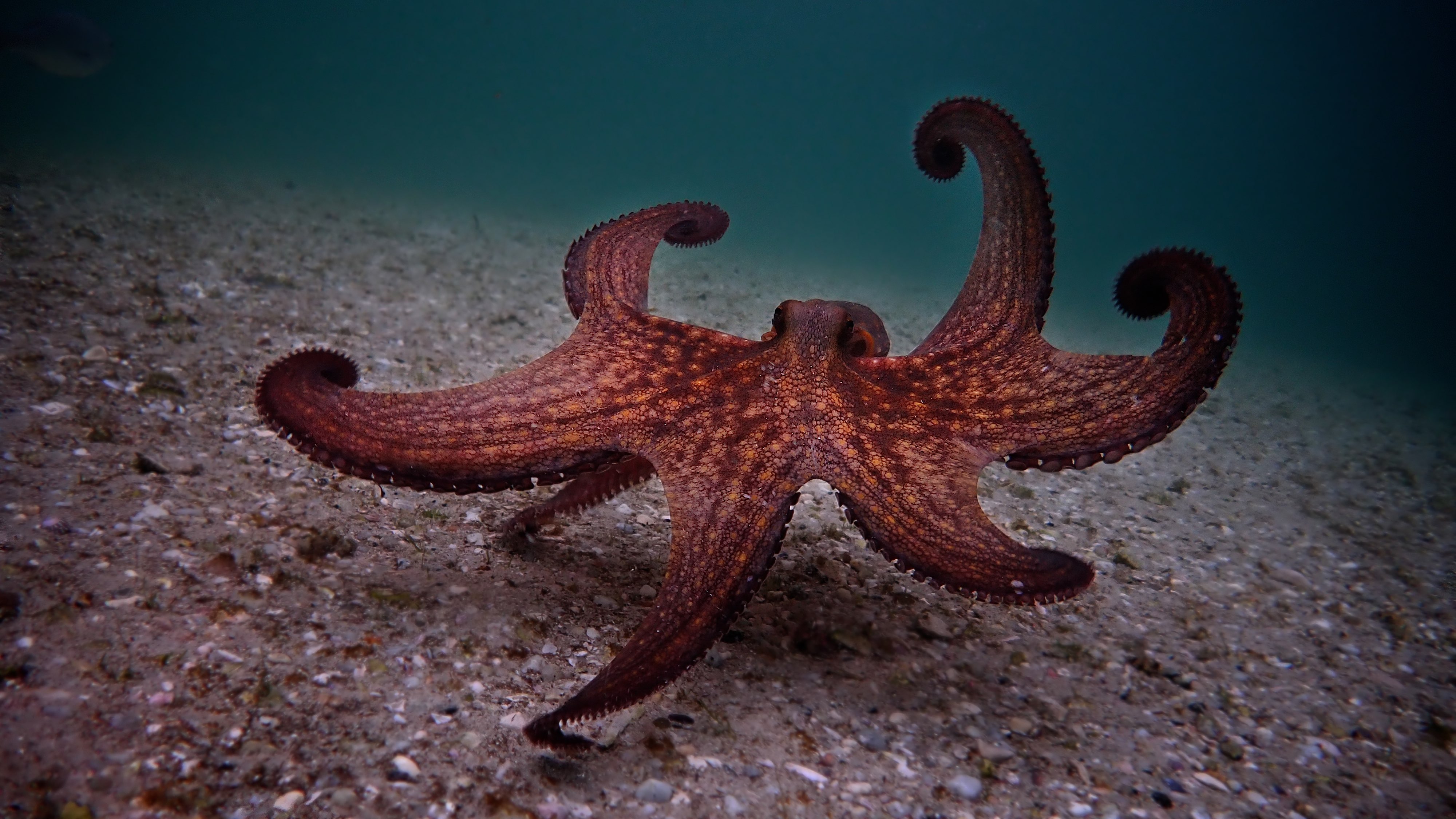 We Could All Use an Octopus Teacher