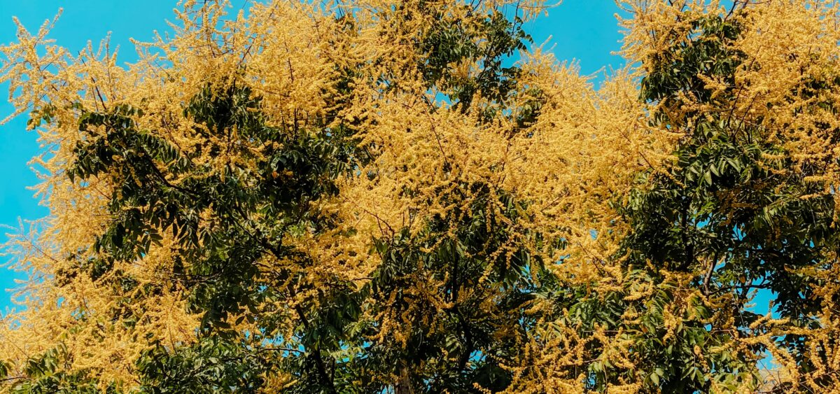 The World Is&nbsp;a&nbsp;Larch