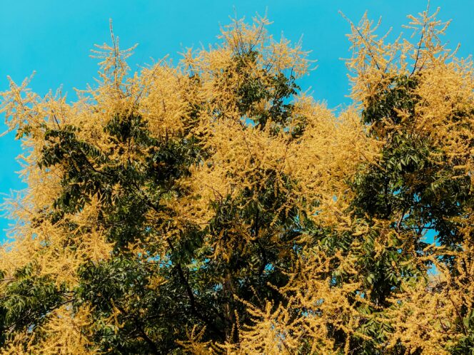 The World Is&nbsp;a&nbsp;Larch